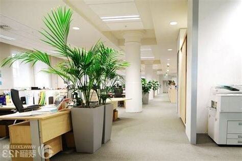 辦公室植物 風水